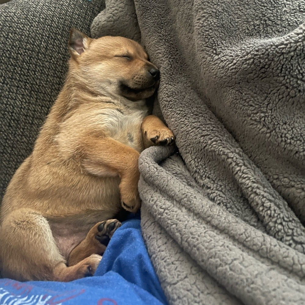 Puppy Warning - Picture 7 of 7
